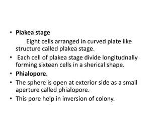 • Plakea stage
Eight cells arranged in curved plate like
structure called plakea stage.
• Each cell of plakea stage divide longitudnally
forming sixteen cells in a sherical shape.
• Phialopore.
• The sphere is open at exterior side as a small
aperture called phialopore.
• This pore help in inversion of colony.
 