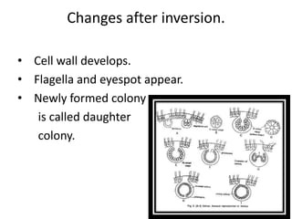 Changes after inversion.
• Cell wall develops.
• Flagella and eyespot appear.
• Newly formed colony
is called daughter
colony.
 