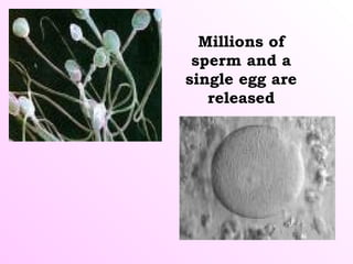 Millions of
sperm and a
single egg are
released