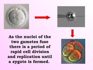 As the nuclei of the
two gametes fuse
there is a period of
rapid cell division
and replication until
a zygote is formed.