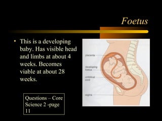 Foetus
• This is a developing
baby. Has visible head
and limbs at about 4
weeks. Becomes
viable at about 28
weeks.
Questions – Core
Science 2 -page
11
 