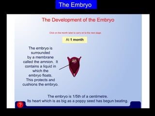 The Embryo
 