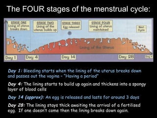 The FOUR stages of the menstrual cycle:
Day 1: Bleeding starts when the lining of the uterus breaks down
and passes out the vagina – “Having a period”
Day 4: The lining starts to build up again and thickens into a spongy
layer of blood cells
Day 14 (approx): An egg is released and lasts for around 3 days
Day 28: The lining stays thick awaiting the arrival of a fertilised
egg. If one doesn’t come then the lining breaks down again.
 