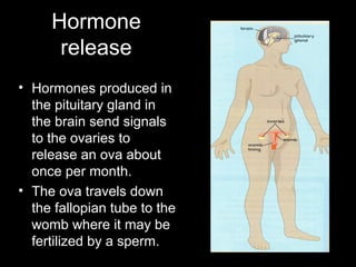 Hormone
release
• Hormones produced in
the pituitary gland in
the brain send signals
to the ovaries to
release an ova about
once per month.
• The ova travels down
the fallopian tube to the
womb where it may be
fertilized by a sperm.
 