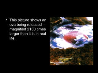 The ova
• This picture shows an
ova being released –
magnified 2130 times
larger than it is in real
life.
 