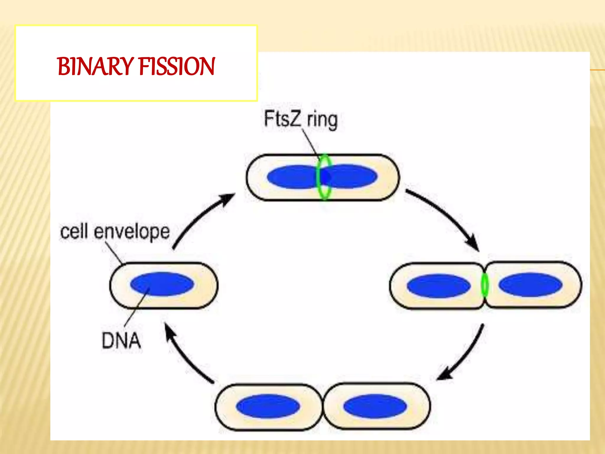 BINARY FISSION