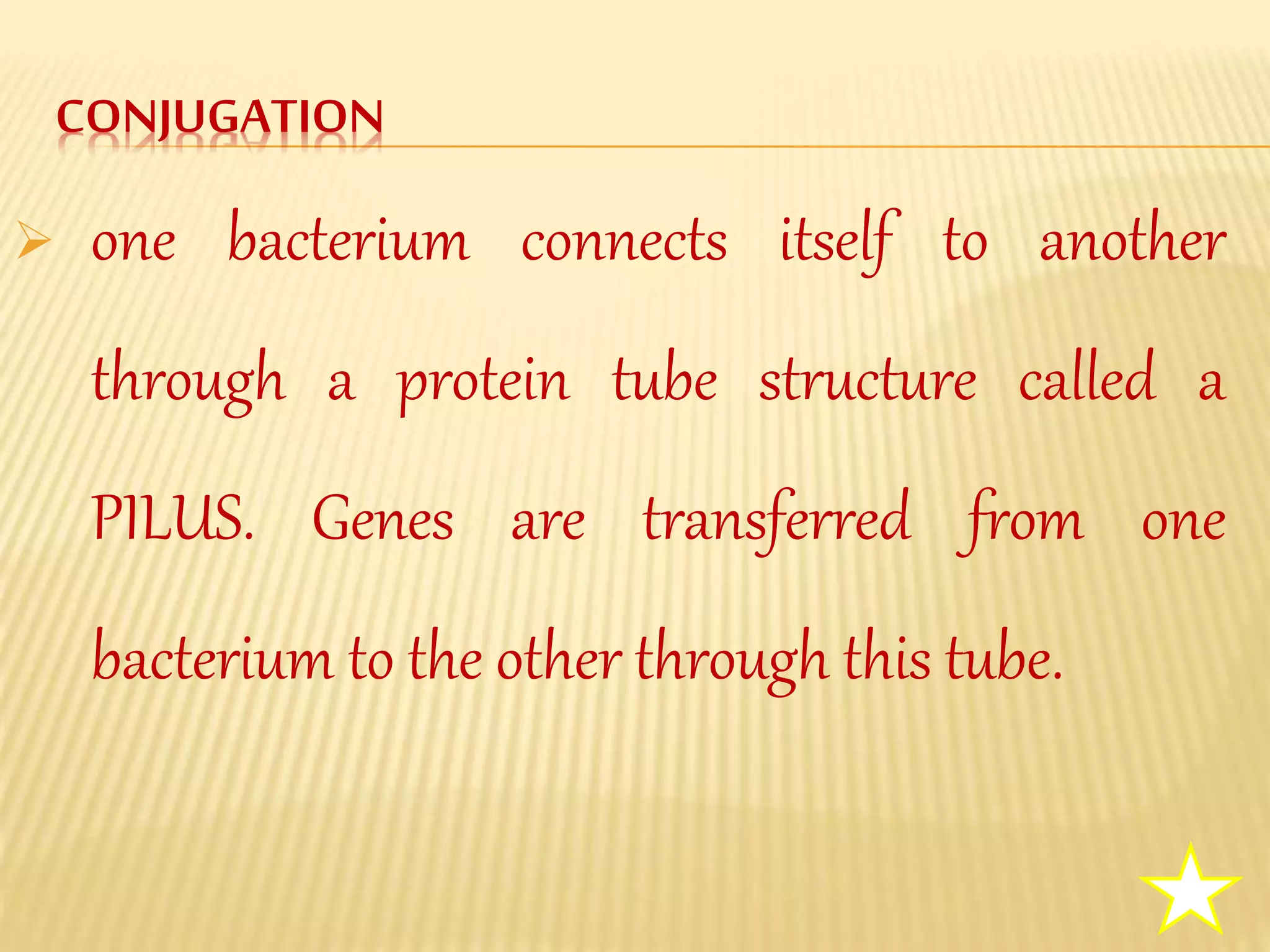 CONJUGATION
one bacterium connects itself to another
through a protein tube structure called a
PILUS. Genes are transferred from one
bacterium to the other through this tube.