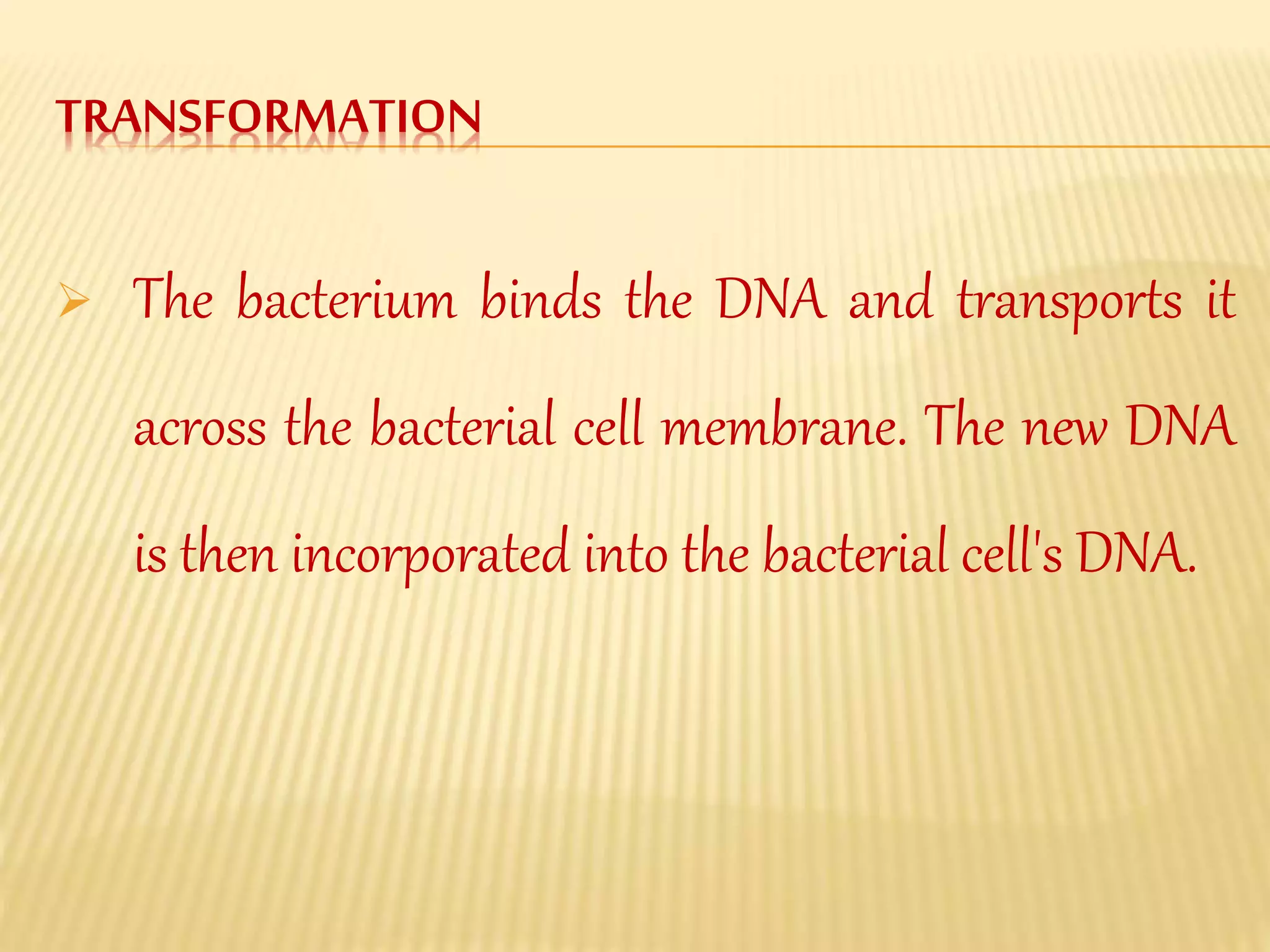 TRANSFORMATION
The bacterium binds the DNA and transports it
across the bacterial cell membrane. The new DNA
is then incorporated into the bacterial cell's DNA.