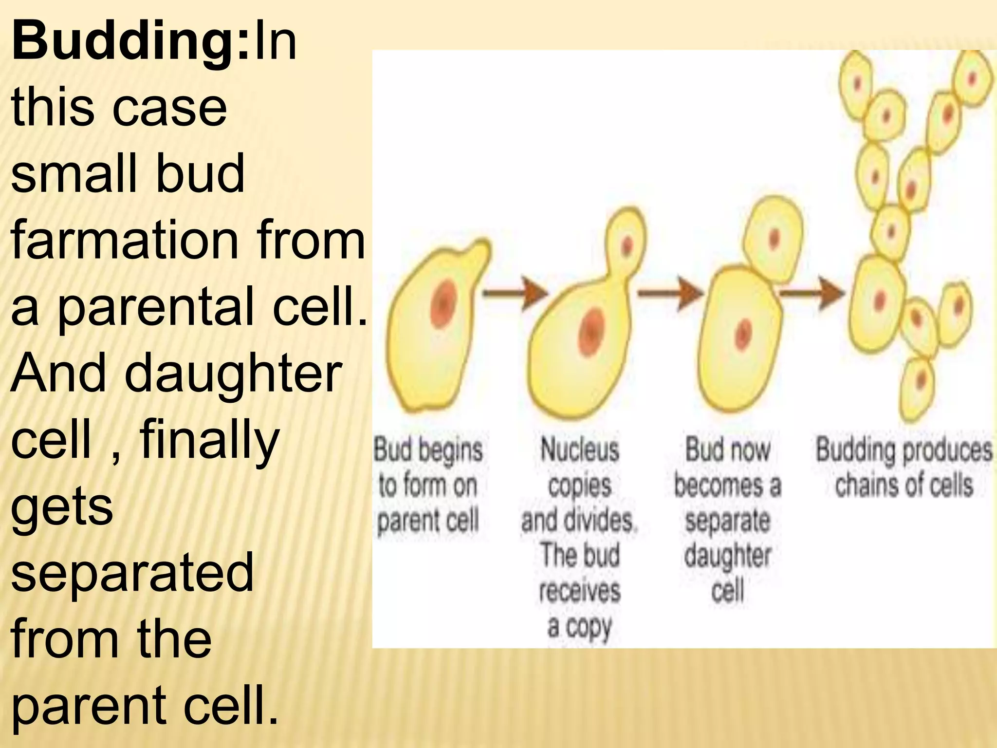 Budding:In
this case
small bud
farmation from
a parental cell.
And daughter
cell , finally
gets
separated
from the
parent cell.