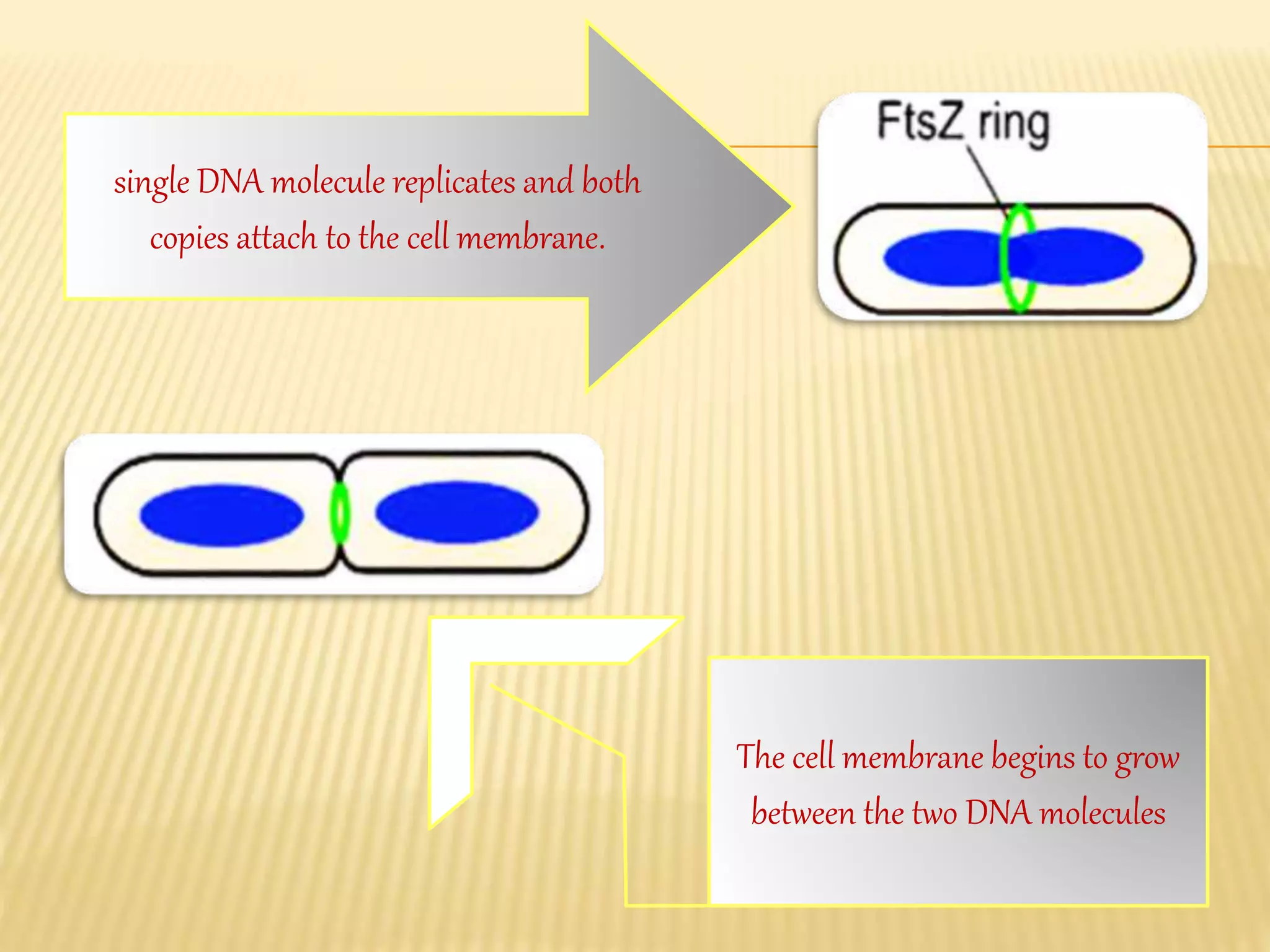 single DNA molecule replicates and both
copies attach to the cell membrane.
The cell membrane begins to grow
between the two DNA molecules
