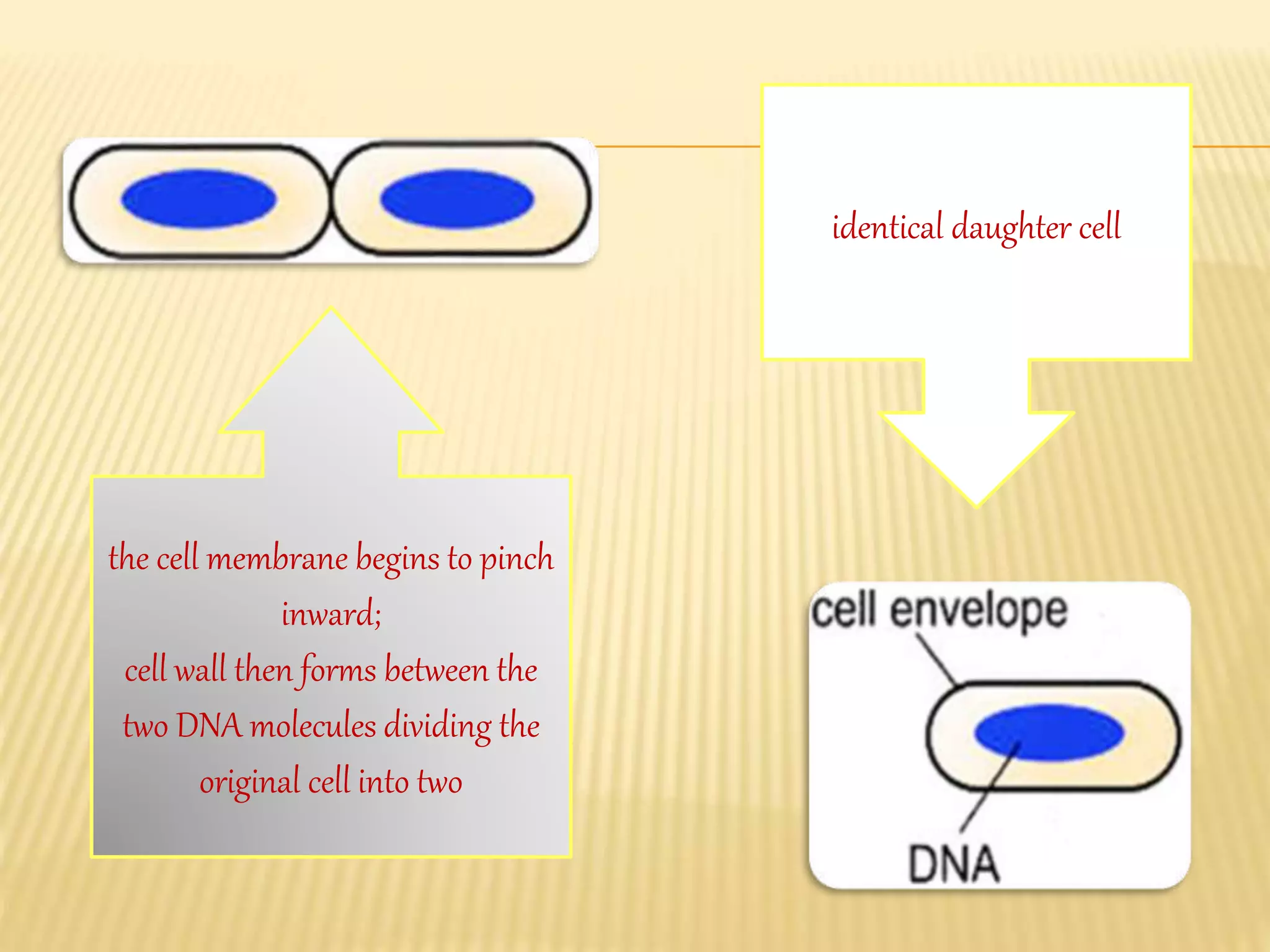 the cell membrane begins to pinch
inward;
cell wall then forms between the
two DNA molecules dividing the
original cell into two
identical daughter cell