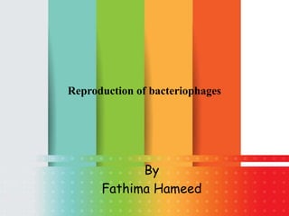 Reproduction of bacteriophages
By
Fathima Hameed
 