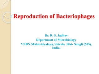 Reproduction of Bacteriophages
Dr. R. S. Jadhav
Department of Microbiology
VNBN Mahavidyalaya, Shirala Dist- Sangli (MS),
India.
 