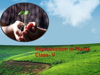 Reproduction in Plants
Class- V
 