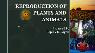 z
Prepared by
Rajeev G. Bayan
REPRODUCTION OF
PLANTS AND
ANIMALS
 