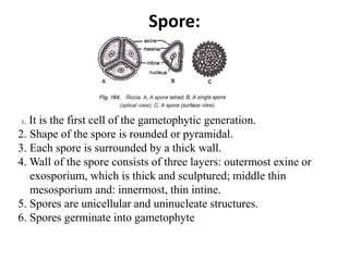 Spore:
1. It is the first cell of the gametophytic generation.
2. Shape of the spore is rounded or pyramidal.
3. Each spore is surrounded by a thick wall.
4. Wall of the spore consists of three layers: outermost exine or
exosporium, which is thick and sculptured; middle thin
mesosporium and: innermost, thin intine.
5. Spores are unicellular and uninucleate structures.
6. Spores germinate into gametophyte
 