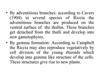 • By adventitious branches: according to Cavers
(1904) in several species of Riccia the
adventitious branches are produced on the
ventral surface of the thallus. These branches
get detached from the thalli and develop into
new gametophytes.
• By gemma formation: According to Campbell
the Riccia may also reproduce vegetatively by
cell division of the young rhizoids which
develop into gemma like structure of the cells.
These structures give rise to new plants.
 