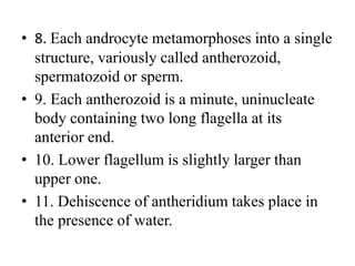 • 8. Each androcyte metamorphoses into a single
structure, variously called antherozoid,
spermatozoid or sperm.
• 9. Each antherozoid is a minute, uninucleate
body containing two long flagella at its
anterior end.
• 10. Lower flagellum is slightly larger than
upper one.
• 11. Dehiscence of antheridium takes place in
the presence of water.
 