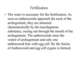 Fertilization
• The water is necessary for the fertilization. As
soon as antherozoids approach the neck of the
archegonium, they are attracted
chemotactically by the mucilaginous
substance, oozing out through the mouth of the
archegonium. The antherozoids enter the
venter of archegonium and only one
antherozoid fuse with egg cell. By the fusion
of Antherozoid and egg cell zygote is formed.
 
