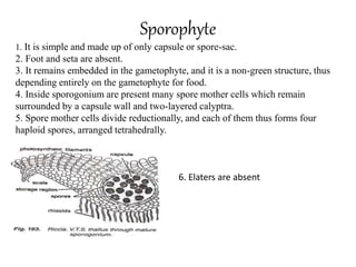Sporophyte
1. It is simple and made up of only capsule or spore-sac.
2. Foot and seta are absent.
3. It remains embedded in the gametophyte, and it is a non-green structure, thus
depending entirely on the gametophyte for food.
4. Inside sporogonium are present many spore mother cells which remain
surrounded by a capsule wall and two-layered calyptra.
5. Spore mother cells divide reductionally, and each of them thus forms four
haploid spores, arranged tetrahedrally.
6. Elaters are absent
 