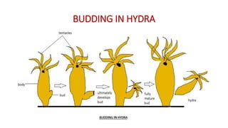 BUDDING IN HYDRA
 