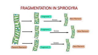 FRAGMENTATION IN SPIROGYRA
 