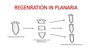 REGENRATION IN PLANARIA
 