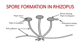 SPORE FORMATION IN RHIZOPUS
 