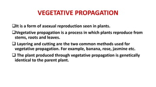 VEGETATIVE PROPAGATION
It is a form of asexual reproduction seen in plants.
Vegetative propagation is a process in which plants reproduce from
stems, roots and leaves.
 Layering and cutting are the two common methods used for
vegetative propagation. For example, banana, rose, jasmine etc.
 The plant produced through vegetative propagation is genetically
identical to the parent plant.
 