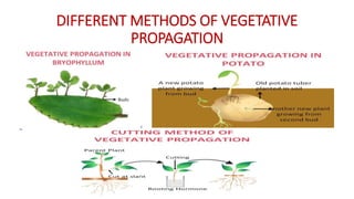DIFFERENT METHODS OF VEGETATIVE
PROPAGATION
 