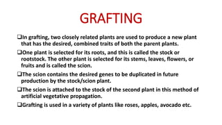 GRAFTING
In grafting, two closely related plants are used to produce a new plant
that has the desired, combined traits of both the parent plants.
One plant is selected for its roots, and this is called the stock or
rootstock. The other plant is selected for its stems, leaves, flowers, or
fruits and is called the scion.
The scion contains the desired genes to be duplicated in future
production by the stock/scion plant.
The scion is attached to the stock of the second plant in this method of
artificial vegetative propagation.
Grafting is used in a variety of plants like roses, apples, avocado etc.
 