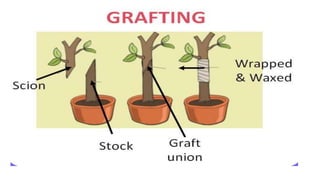 REPRODUCTION PART -1.pptx