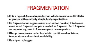 FRAGMENTATION
It is a type of Asexual reproduction which occurs in multicellular
organism with relatively simple body organization.
In fragmentation organisms on maturation breakup into two or
more small fragments or pieces called as fragment. Each fragment
subsequently grows to form complete new organism.
This process occurs under favorable conditions of moisture,
temperature and nutrient availability.
Example: spirogyra
 