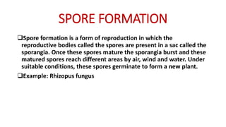 SPORE FORMATION
Spore formation is a form of reproduction in which the
reproductive bodies called the spores are present in a sac called the
sporangia. Once these spores mature the sporangia burst and these
matured spores reach different areas by air, wind and water. Under
suitable conditions, these spores germinate to form a new plant.
Example: Rhizopus fungus
 