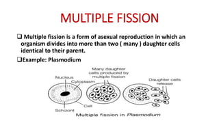 MULTIPLE FISSION
 Multiple fission is a form of asexual reproduction in which an
organism divides into more than two ( many ) daughter cells
identical to their parent.
Example: Plasmodium
 