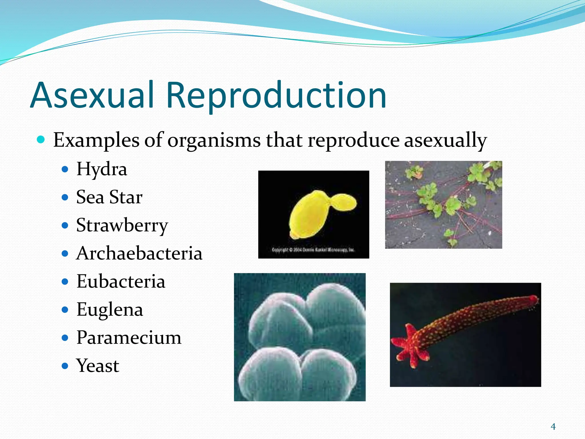 Asexual Reproduction
 Examples of organisms that reproduce asexually
 Hydra
 Sea Star
 Strawberry
 Archaebacteria
 Eubacteria
 Euglena
 Paramecium
 Yeast
4
 