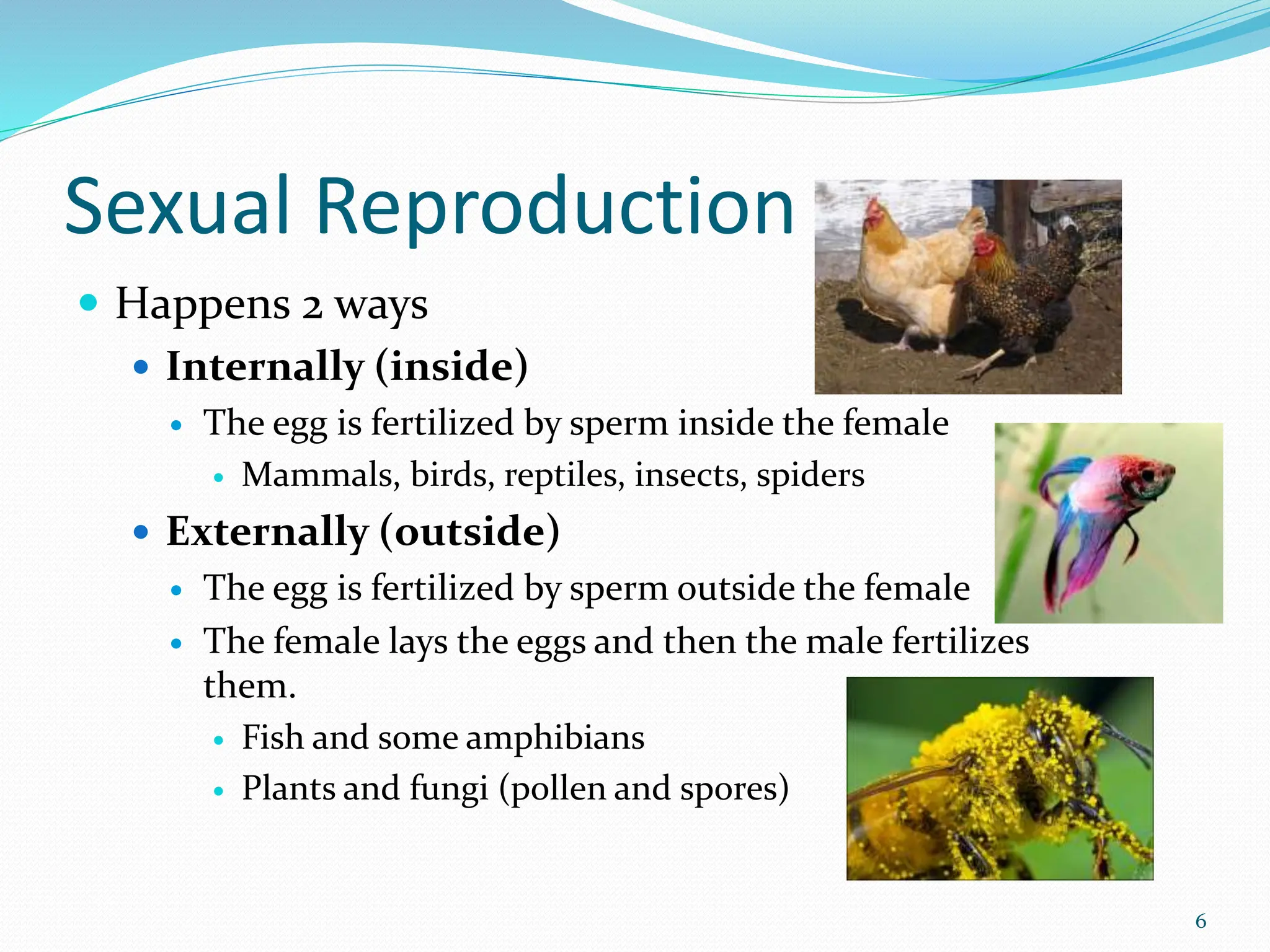 Sexual Reproduction
 Happens 2 ways
 Internally (inside)
 The egg is fertilized by sperm inside the female
 Mammals, birds, reptiles, insects, spiders
 Externally (outside)
 The egg is fertilized by sperm outside the female
 The female lays the eggs and then the male fertilizes
them.
 Fish and some amphibians
 Plants and fungi (pollen and spores)
6
 