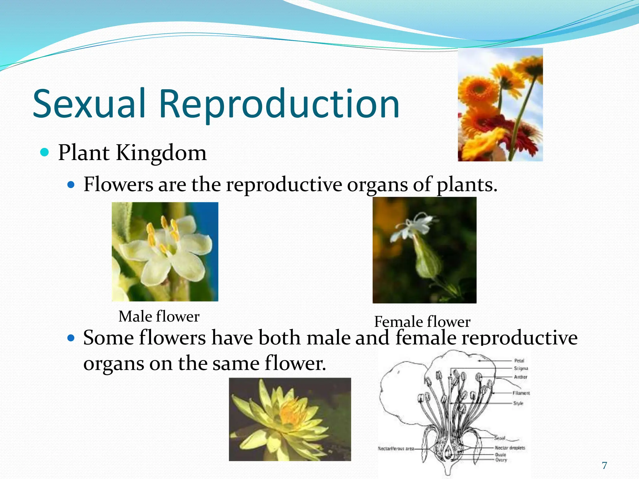 Sexual Reproduction
 Plant Kingdom
 Flowers are the reproductive organs of plants.
 Some flowers have both male and female reproductive
organs on the same flower.
7
Male flower Female flower
 