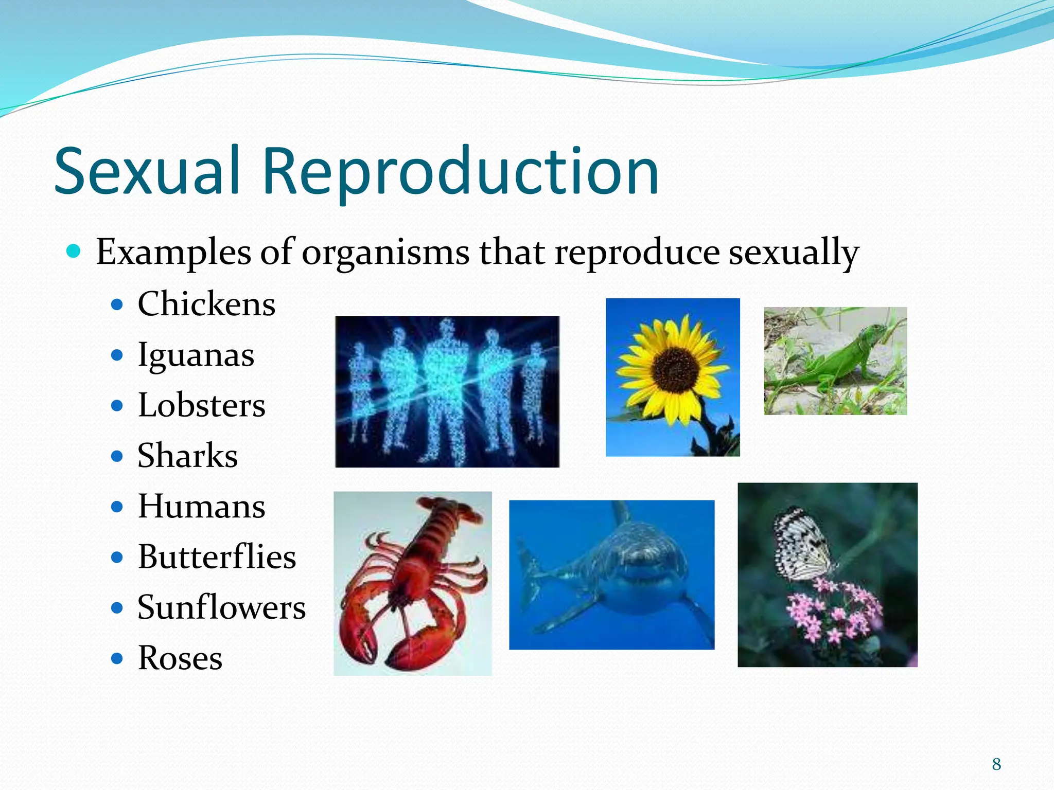 Sexual Reproduction
 Examples of organisms that reproduce sexually
 Chickens
 Iguanas
 Lobsters
 Sharks
 Humans
 Butterflies
 Sunflowers
 Roses
8
 