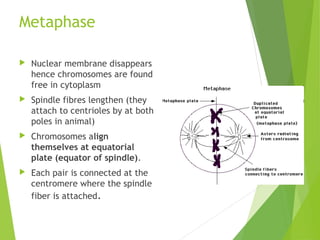 Metaphase
 Nuclear membrane disappears
hence chromosomes are found
free in cytoplasm
 Spindle fibres lengthen (they
attach to centrioles by at both
poles in animal)
 Chromosomes align
themselves at equatorial
plate (equator of spindle).
 Each pair is connected at the
centromere where the spindle
fiber is attached.
 