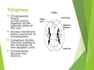 Telophase
 Chromosomes
finally
arrive/collect
together at the
opposite poles of
the cell.
 Nuclear membrane
forms around set of
chromosomes
 Cytoplasm divides
into two leading to
the formation of
two daughter cells.
 Chromosomes
become less
distinct.
 