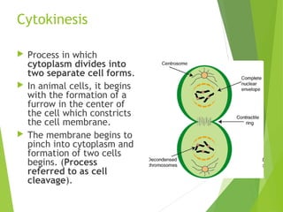 Cytokinesis
 Process in which
cytoplasm divides into
two separate cell forms.
 In animal cells, it begins
with the formation of a
furrow in the center of
the cell which constricts
the cell membrane.
 The membrane begins to
pinch into cytoplasm and
formation of two cells
begins. (Process
referred to as cell
cleavage).
 