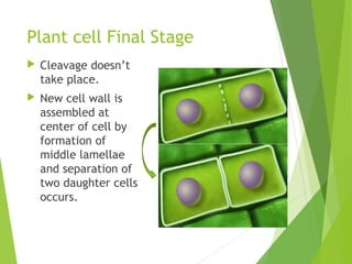 Plant cell Final Stage
 Cleavage doesn’t
take place.
 New cell wall is
assembled at
center of cell by
formation of
middle lamellae
and separation of
two daughter cells
occurs.
 