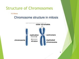 Structure of Chromosomes
 