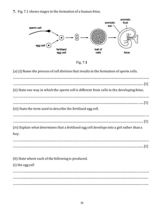 7. Fig. 7.1 shows stages in the formation of a human fetus. 
Fig. 7.1 
(a) (i) Name the process of cell division that results in the formation of sperm cells. 
........................................................................................................................................................................................... 
................................................................................................................................................................................... [1] 
(ii) State one way in which the sperm cell is different from cells in the developing fetus. 
........................................................................................................................................................................................... 
............................................................................................................................................................................. ...... [1] 
(iii) State the term used to describe the fertilised egg cell. 
...................................................................................................................................................................................... ..... 
................................................................................................................................................................................... [1] 
(iv) Explain what determines that a fertilised egg cell develops into a girl rather than a 
boy. 
........................................................................................................................................................................................... 
................................................................................................................................................................................... [1] 
(b) State where each of the following is produced. 
(i) the egg cell 
........................................................................................................................................................................................... 
.......................................................................................................................................................................................... 
.......................................................................................................................................................................................... 
16 
 