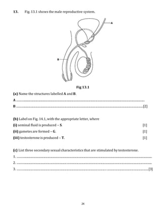 13. Fig. 13.1 shows the male reproductive system. 
Fig 13.1 
(a) Name the structures labelled A and B. 
A .............................................................................................................................................................................. 
B ............................................................................................................................................................................[2] 
(b) Label on Fig. 14.1, with the appropriate letter, where 
(i) seminal fluid is produced – S. [1] 
(ii) gametes are formed – G. [1] 
(iii) testosterone is produced – T. [1] 
(c) List three secondary sexual characteristics that are stimulated by testosterone. 
1. ........................................................................................................................................................................................ 
2. ........................................................................................................................................................................................ 
3. ...................................................................................................................................................................................[3] 
24 
 