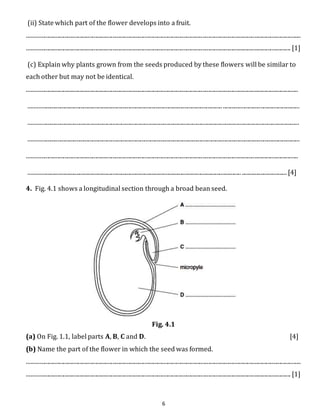 (ii) State which part of the flower develops into a fruit. 
............................................................................................................................................................................................. 
...................................................................................................................................................................................... [1] 
(c) Explain why plants grown from the seeds produced by these flowers will be similar to 
each other but may not be identical. 
........................................................................................................................................................................................... 
...................................................................................................................................... ..................................................... 
........................................................................................................................................................................................... 
........................................................................................................................................................................................... 
........................................................................................................................................................................................... 
................................................................................................................................................... ............................... [4] 
4. Fig. 4.1 shows a longitudinal section through a broad bean seed. 
Fig. 4.1 
(a) On Fig. 1.1, label parts A, B, C and D. [4] 
(b) Name the part of the flower in which the seed was formed. 
............................................................................................................................................................................................. 
...................................................................................................................................................................................... [1] 
6 
 