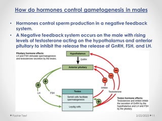 How do hormones control gametogenesis in males
• Hormones control sperm production in a negative feedback
system.
• A Negative feedback system occurs on the male with rising
levels of testosterone acting on the hypothalamus and anterior
pituitary to inhibit the release the release of GnRH, FSH, and LH.
2/22/2023
Footer Text 11
 