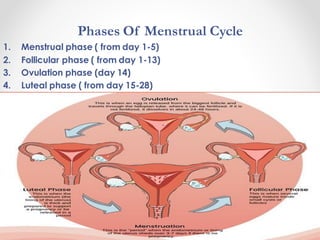 Phases Of Menstrual Cycle
1. Menstrual phase ( from day 1-5)
2. Follicular phase ( from day 1-13)
3. Ovulation phase (day 14)
4. Luteal phase ( from day 15-28)
2/22/2023
Footer Text 14
 
