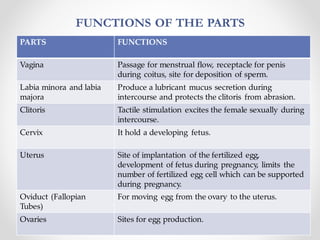 FUNCTIONS OF THE PARTS
2/22/2023
Footer Text 3
PARTS FUNCTIONS
Vagina Passage for menstrual flow, receptacle for penis
during coitus, site for deposition of sperm.
Labia minora and labia
majora
Produce a lubricant mucus secretion during
intercourse and protects the clitoris from abrasion.
Clitoris Tactile stimulation excites the female sexually during
intercourse.
Cervix It hold a developing fetus.
Uterus Site of implantation of the fertilized egg,
development of fetus during pregnancy, limits the
number of fertilized egg cell which can be supported
during pregnancy.
Oviduct (Fallopian
Tubes)
For moving egg from the ovary to the uterus.
Ovaries Sites for egg production.
 